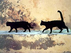 Gatti (248)